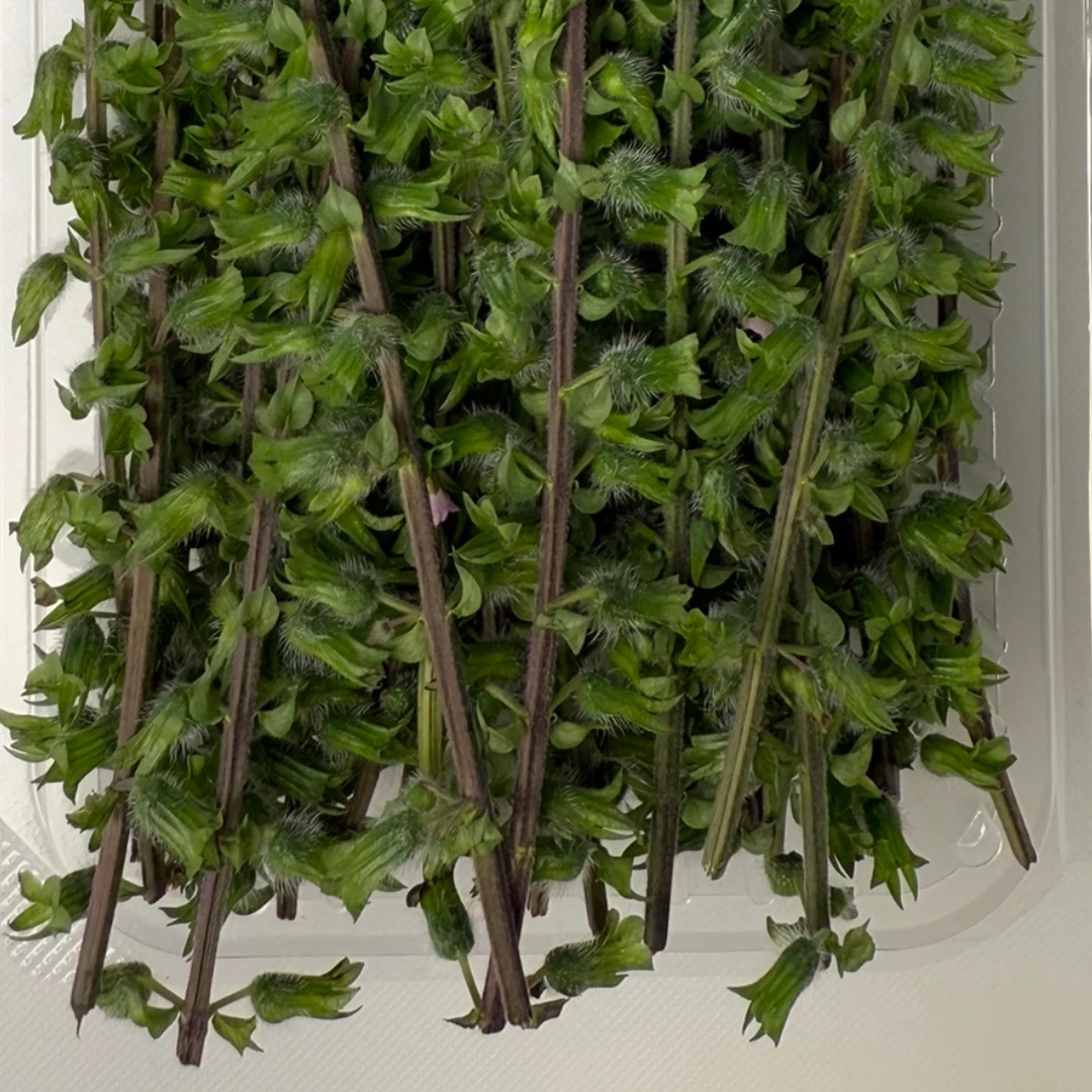 HOJISO - SHISO BUD STALK - Perilla frutescens var. crispa (3).png