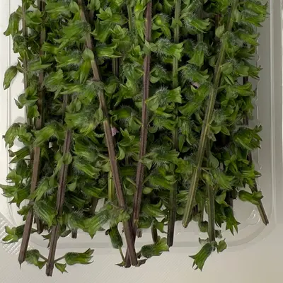 HOJISO - SHISO BUD STALK - Perilla frutescens var. crispa (3).png