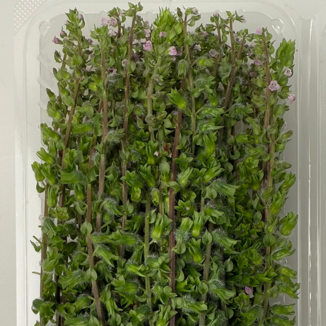 HOJISO - SHISO BUD STALK - Perilla frutescens var. crispa (2).png
