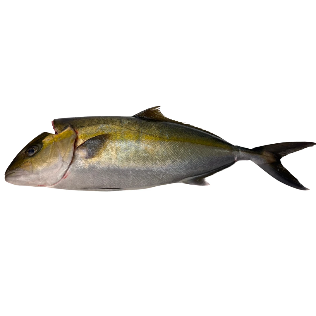 KANPACHI YŌSHOKU - FRESH FARMED AMBERJACK - Seriola dumerili.png