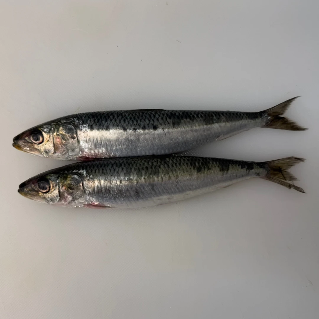 IWASHI - FRESH WILD SARDINE - Sardina Pilchardus (7).png