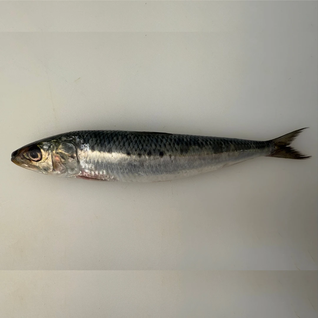 IWASHI - FRESH WILD SARDINE - Sardina Pilchardus (5).png