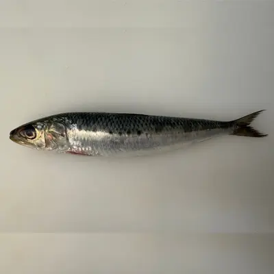 IWASHI - FRESH WILD SARDINE - Sardina Pilchardus (5).png
