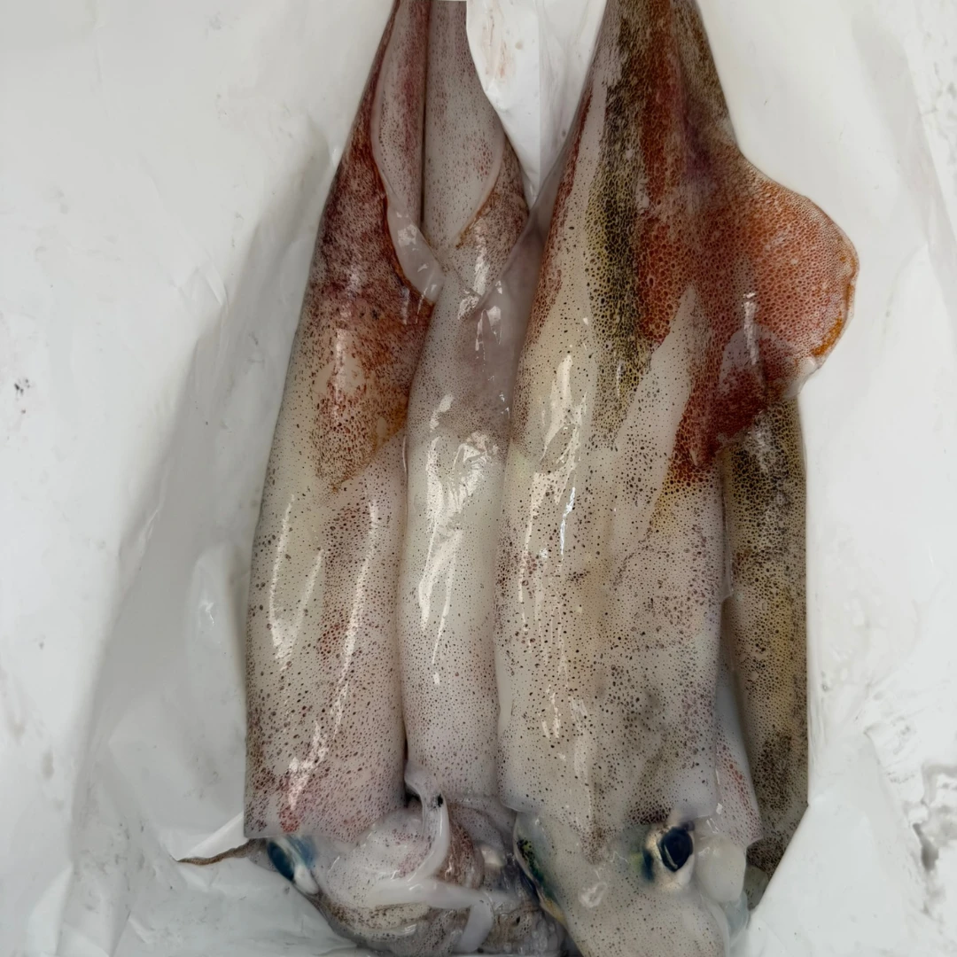 YARIIKA - FRESH WILD SPEAR SQUID - Heterololigo Bleeker.png