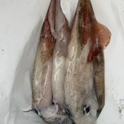 YARIIKA - FRESH WILD SPEAR SQUID - Heterololigo Bleeker.png
