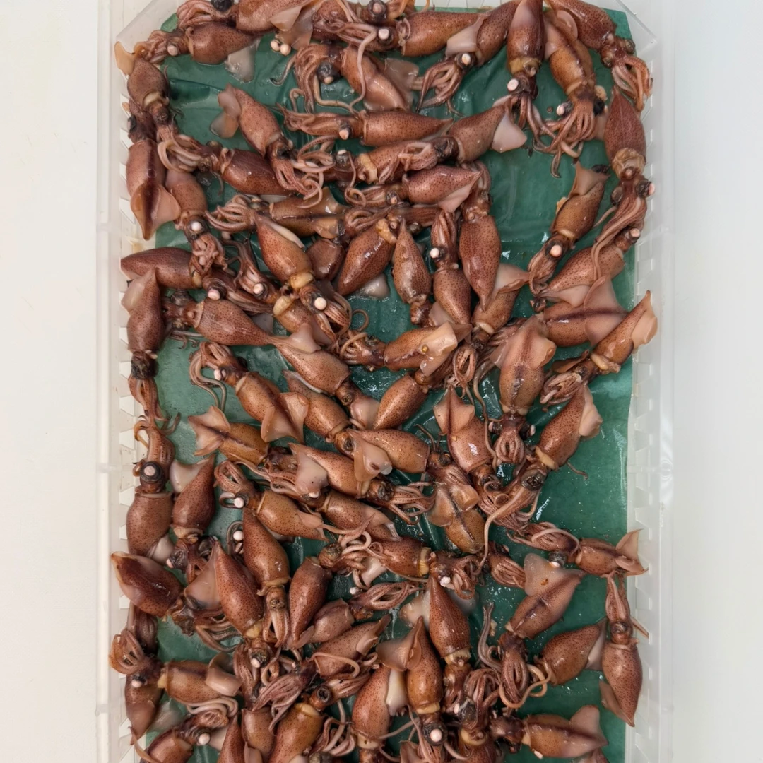 HOTARU IKA - FRESH BOILED FIREFLY SQUID - Watasenia scintillans.png
