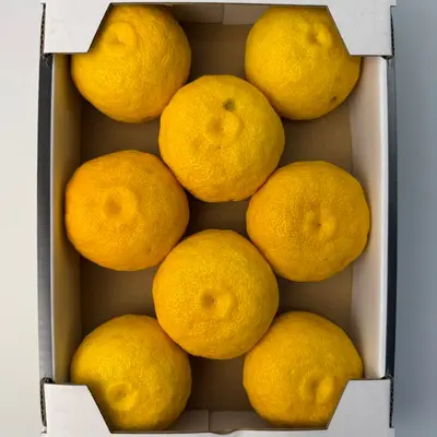 YUZU CITRUS - Citrus junos (3).png