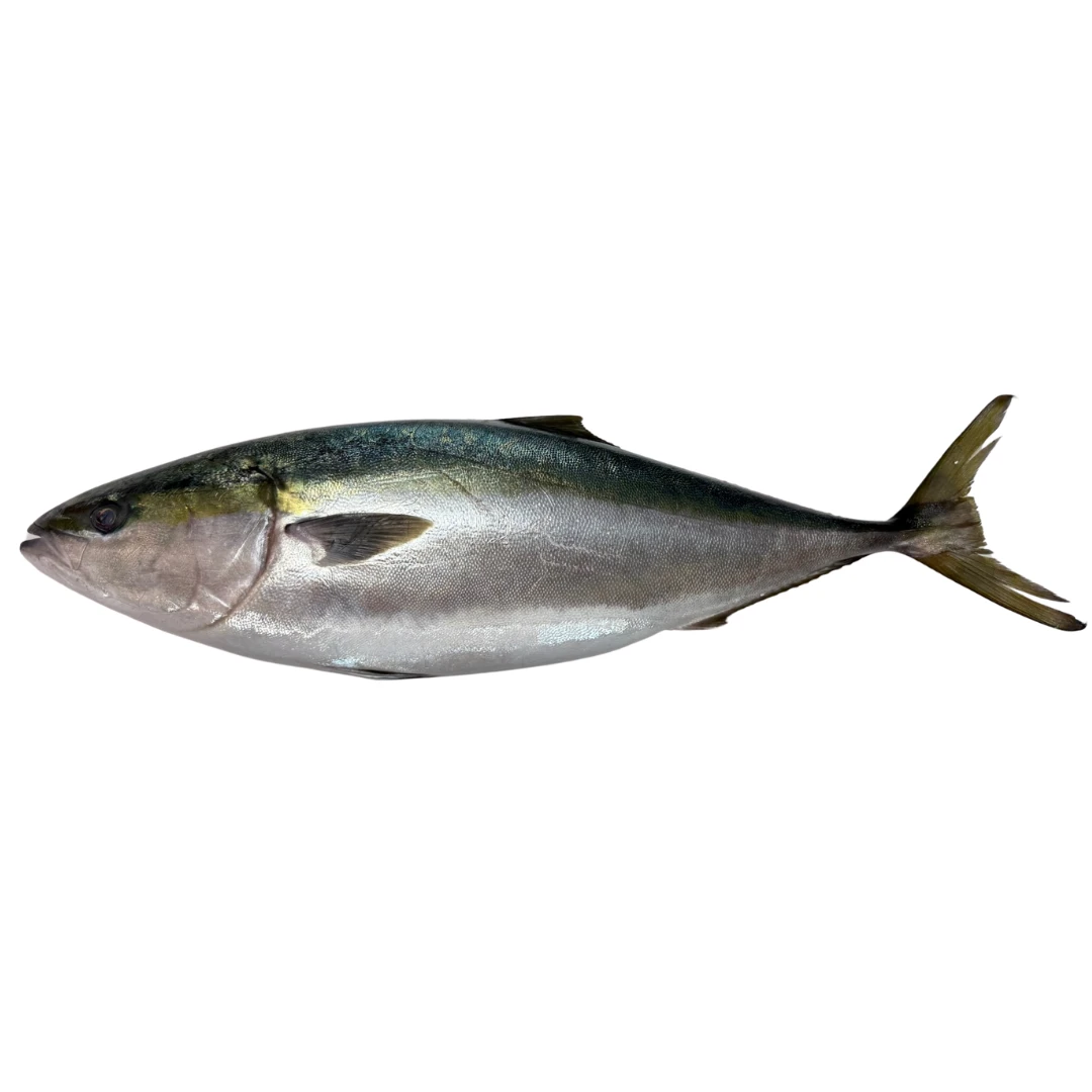 BURI - FRESH WILD YELLOWTAIL - Seriola quinqueradiata.png