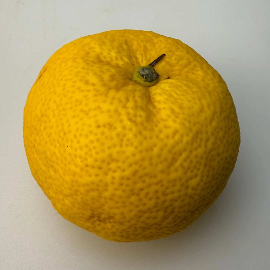 YUZU CITRUS - Citrus junos.png