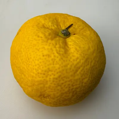 ゆず  黄色  Yuzu Citrus Yellow 125g