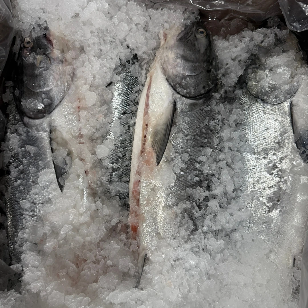 KINGU SĀMON TENNEN - FRESH WILD KING SALMON - Oncorhynchus tshawytscha.png