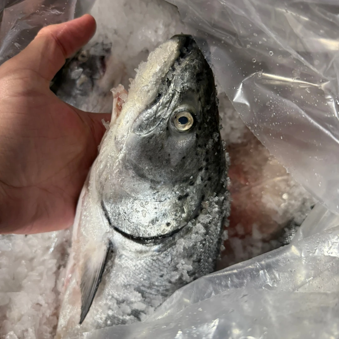 KINGU SĀMON TENNEN - FRESH WILD KING SALMON - Oncorhynchus tshawytscha (3).png
