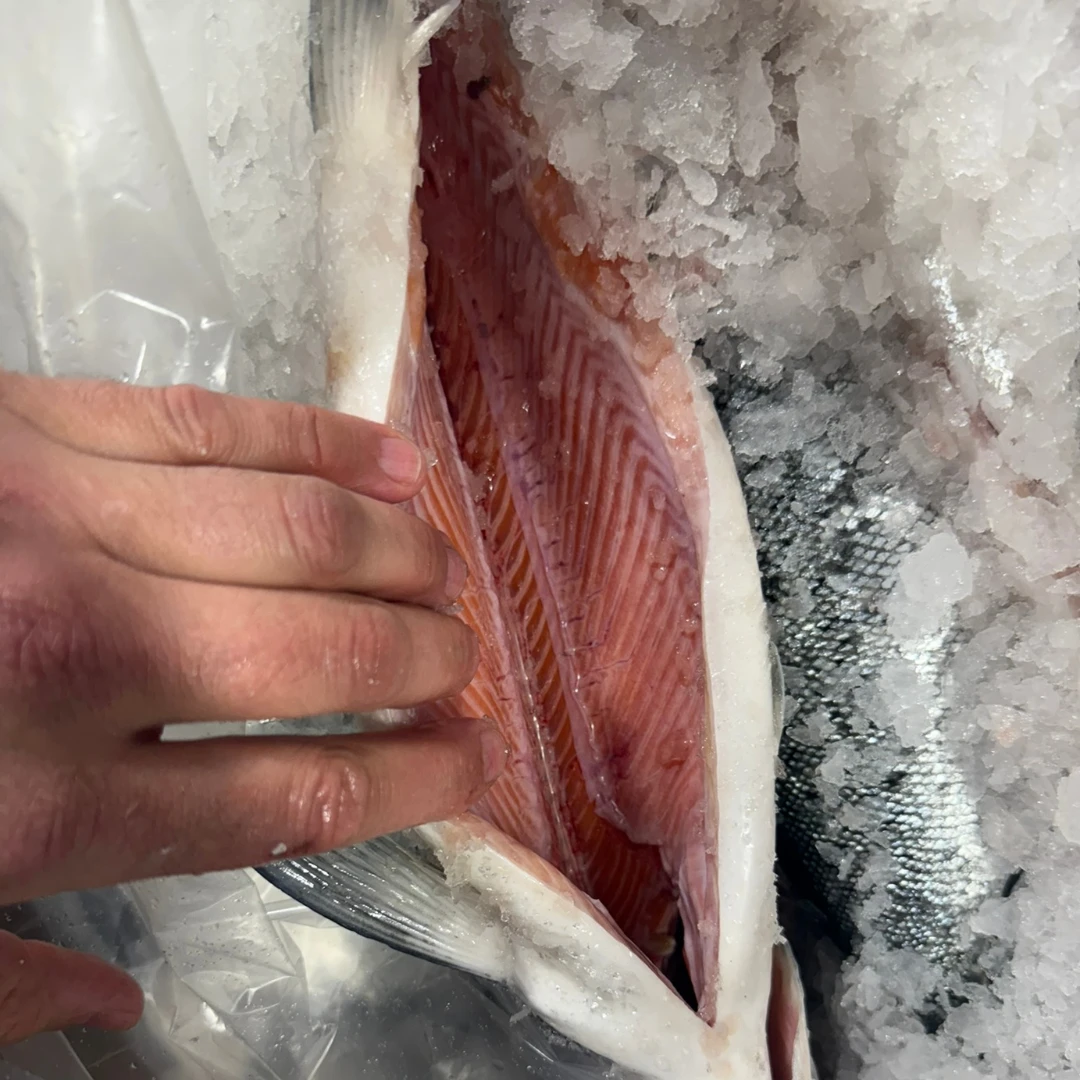 KINGU SĀMON TENNEN - FRESH WILD KING SALMON - Oncorhynchus tshawytscha (2).png