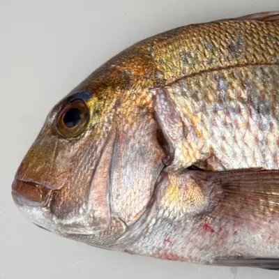 MADAI TENNEN - FRESH WILD RED SEA BREAM - Pagrus major.png