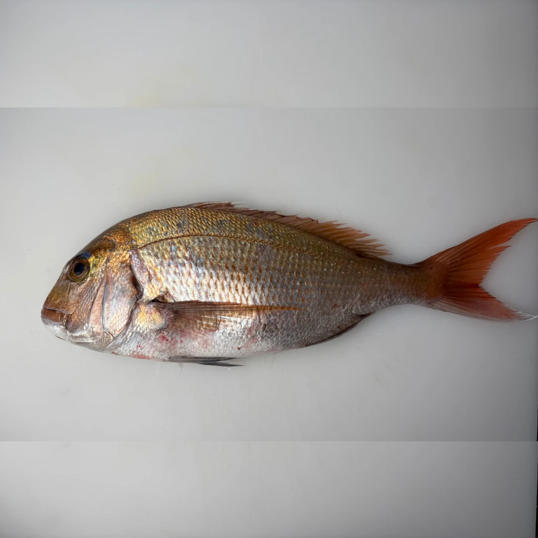 MADAI TENNEN - FRESH WILD RED SEA BREAM - Pagrus major (4).png