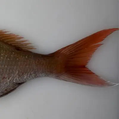 MADAI TENNEN - FRESH WILD RED SEA BREAM - Pagrus major (3).png