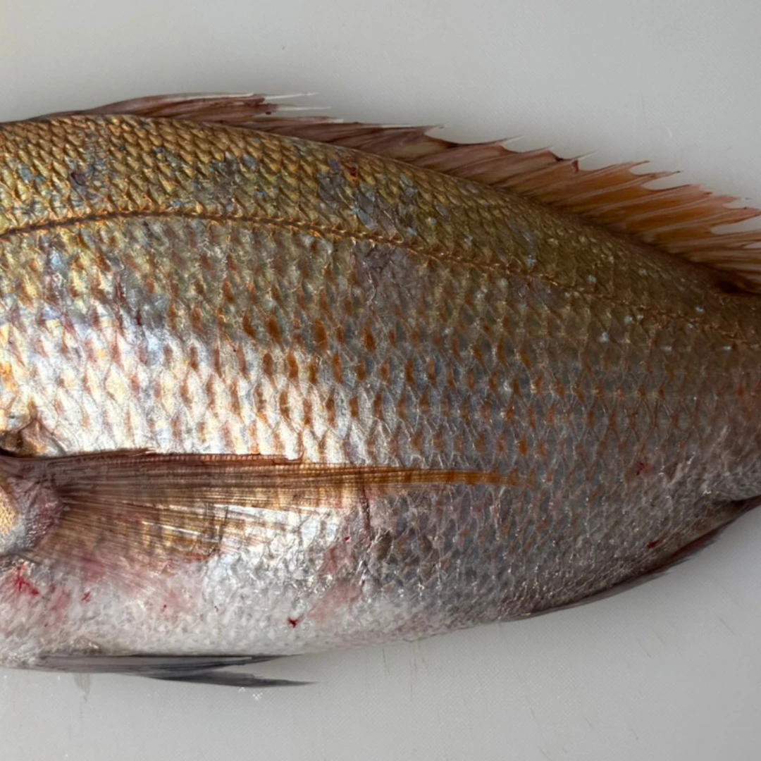 MADAI TENNEN - FRESH WILD RED SEA BREAM - Pagrus major (2).png