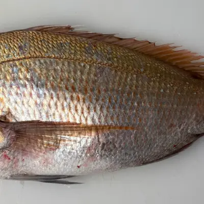 MADAI TENNEN - FRESH WILD RED SEA BREAM - Pagrus major (2).png