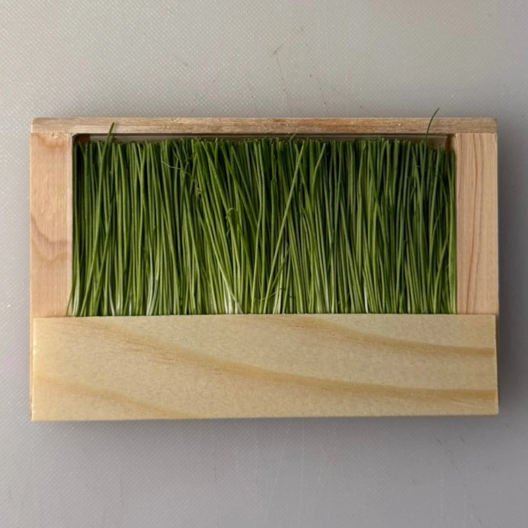 MENEGI - GREEN ONION SPROUTS - Allium fistulosum (2).png