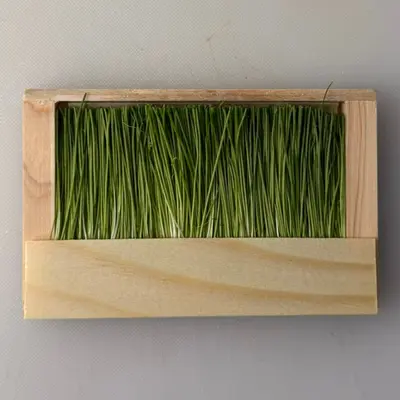 芽ネギ  Menegi Green Onion Sprouts 30g