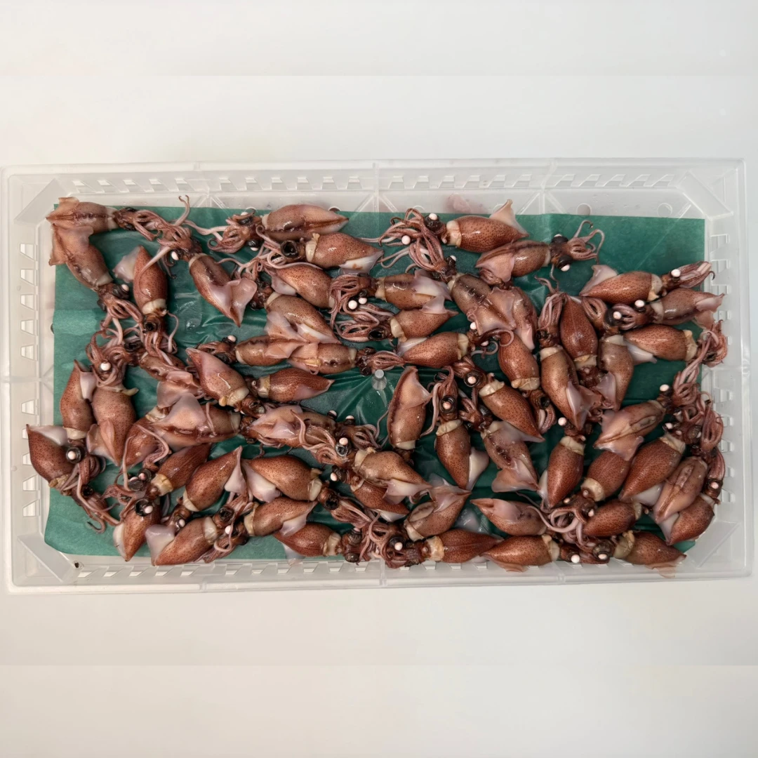 HOTARU IKA - FRESH BOILED FIREFLY SQUID - Watasenia scintillans (2).png