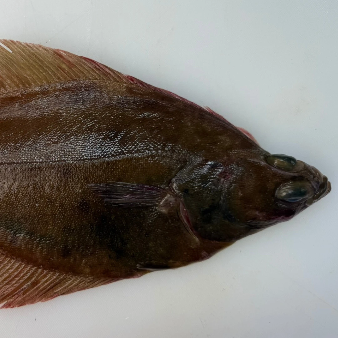 KUCHIZOKO - FRESH WILD LEMON SOLE - Parophrys vetulus.png