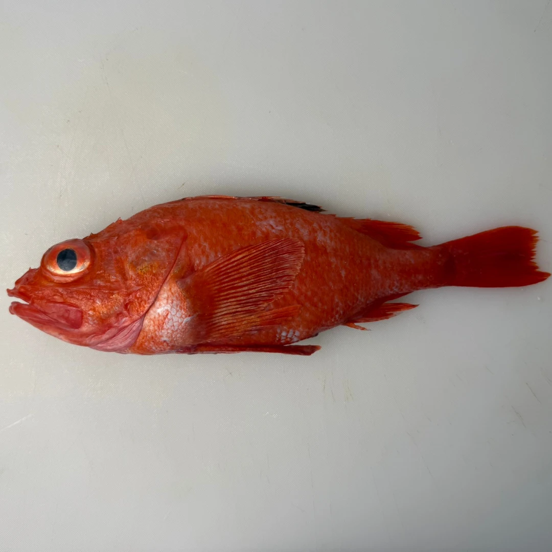 KINKI - FRESH WILD BROADBANDED THORNYHEAD - Sebastolobus macrochir.png