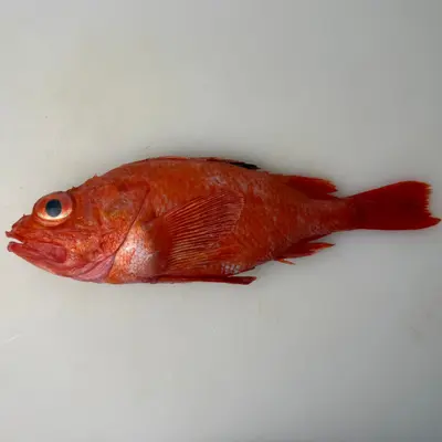 KINKI - FRESH WILD BROADBANDED THORNYHEAD - Sebastolobus macrochir.png