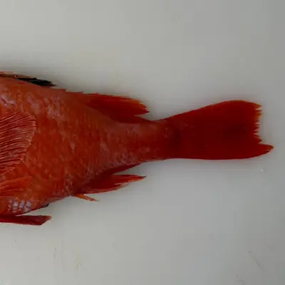 KINKI - FRESH WILD BROADBANDED THORNYHEAD - Sebastolobus macrochir (3).png
