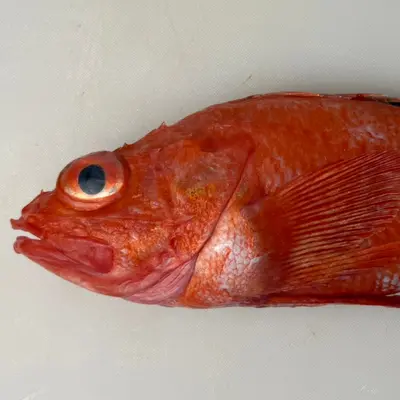 KINKI - FRESH WILD BROADBANDED THORNYHEAD - Sebastolobus macrochir (2).png