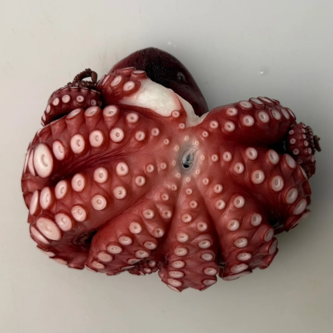 TAKO NI - FRESH WILD STEWED OCTOPUS - Octopus Vulgaris.png