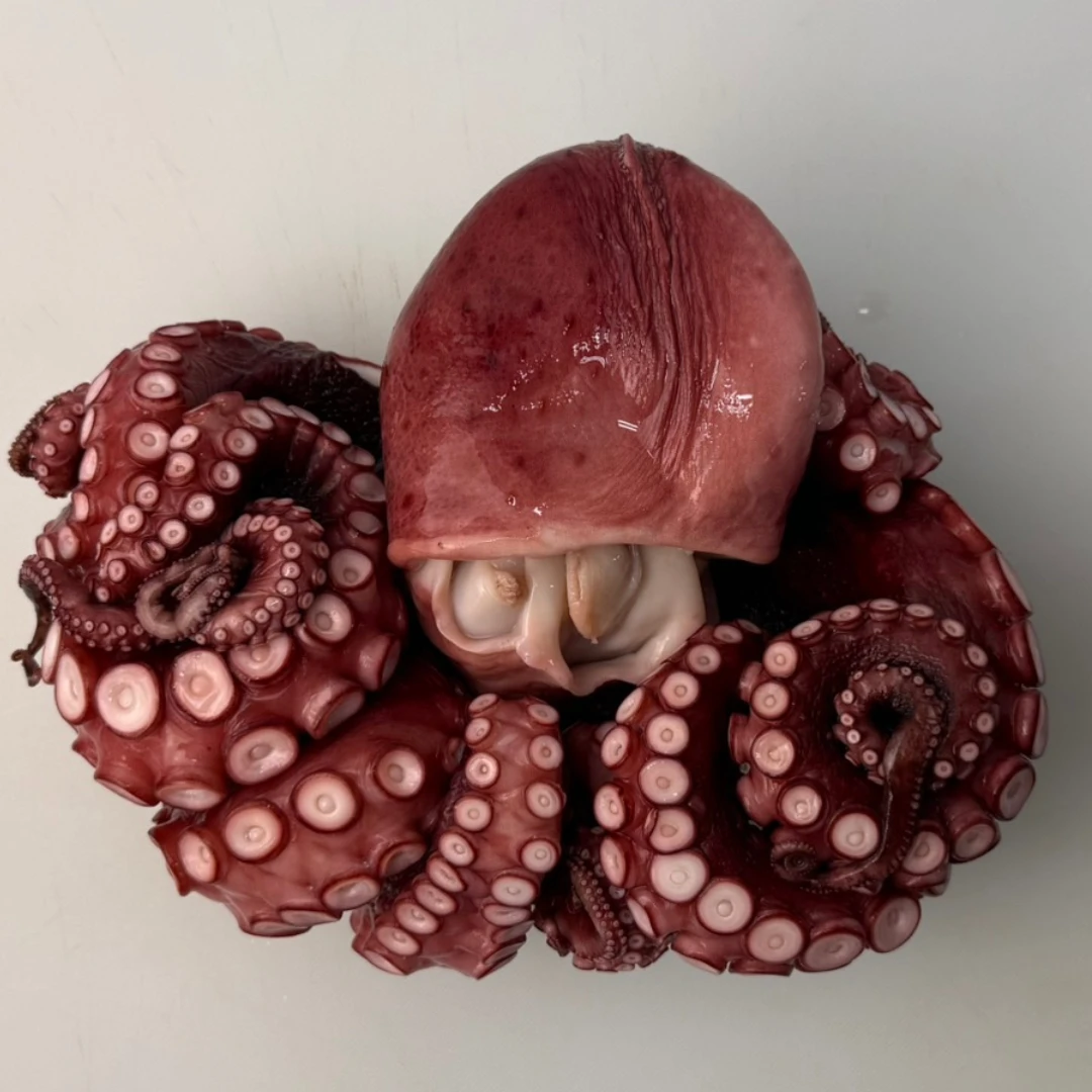 TAKO NI - FRESH WILD STEWED OCTOPUS - Octopus Vulgaris (2).png