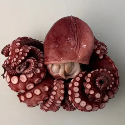 TAKO NI - FRESH WILD STEWED OCTOPUS - Octopus Vulgaris (2).png