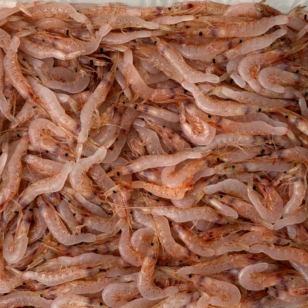 SAKURA EBI - FRESH WILD CHERRY SHRIMP - Sergia lucens (2).png