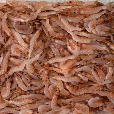 桜海老   Sakura Ebi WILD WHOLE 500g