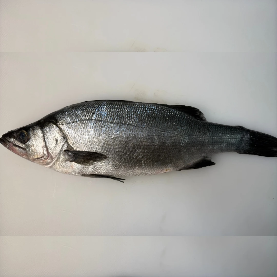 HIRA SUZUKI YOSHOKU - FRESH FARMED BLACKFIN SEABASS - Lateolabrax latus Katayama.png