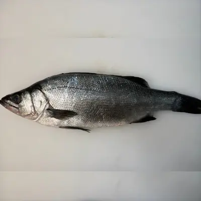 HIRA SUZUKI YOSHOKU - FRESH FARMED BLACKFIN SEABASS - Lateolabrax latus Katayama.png