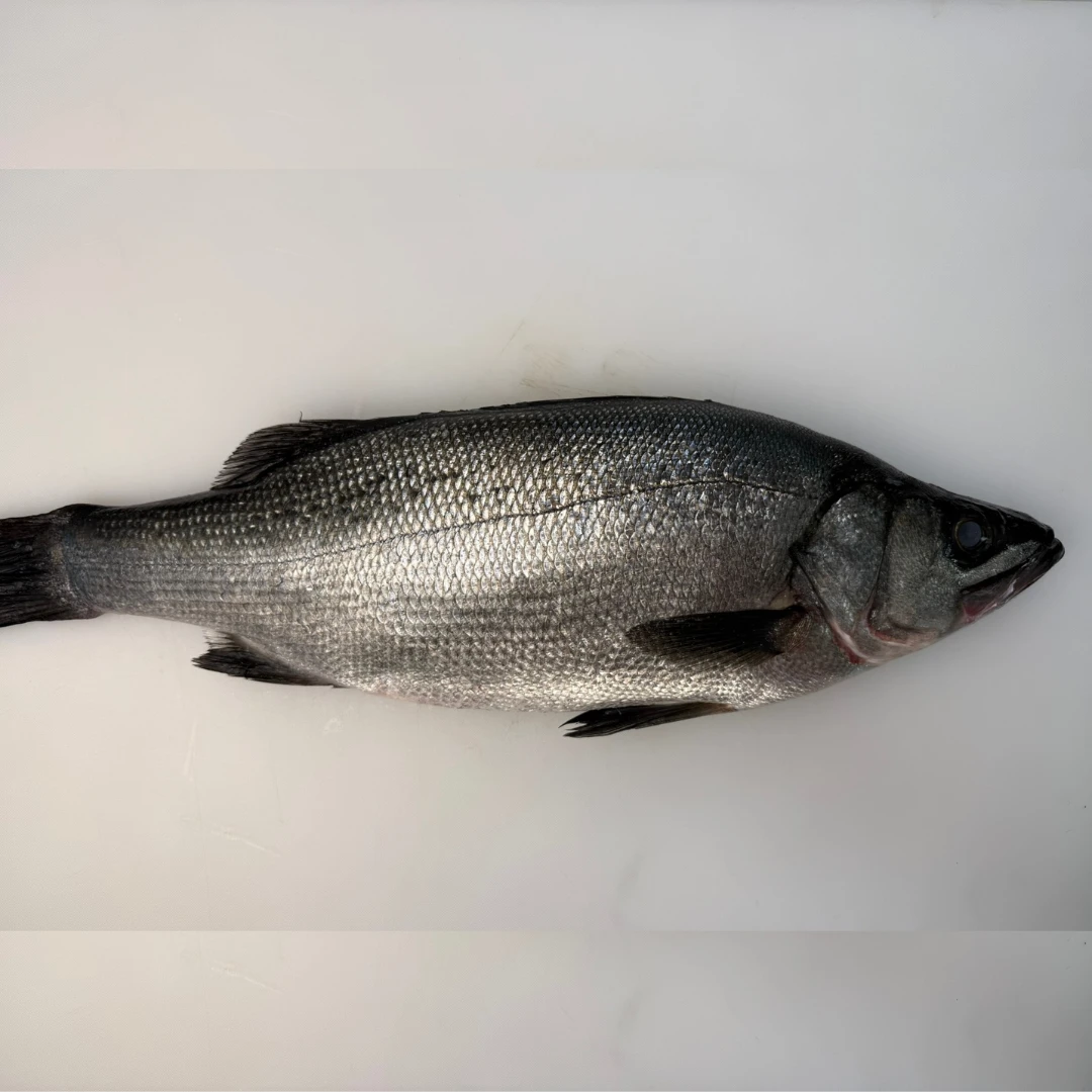 HIRA SUZUKI YOSHOKU - FRESH FARMED BLACKFIN SEABASS - Lateolabrax latus Katayama (2).png