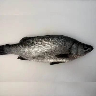 HIRA SUZUKI YOSHOKU - FRESH FARMED BLACKFIN SEABASS - Lateolabrax latus Katayama (2).png