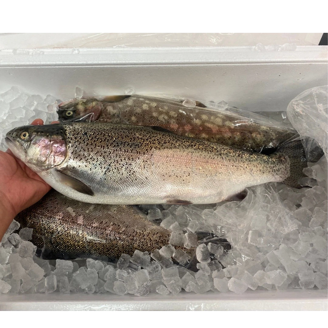 FUJI SALMON - FRESH FARMED FUJI SALMON - Oncorhynchus mykiss.png