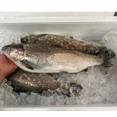 富士サーモン Fuji Salmon WHOLE 6.6 LB