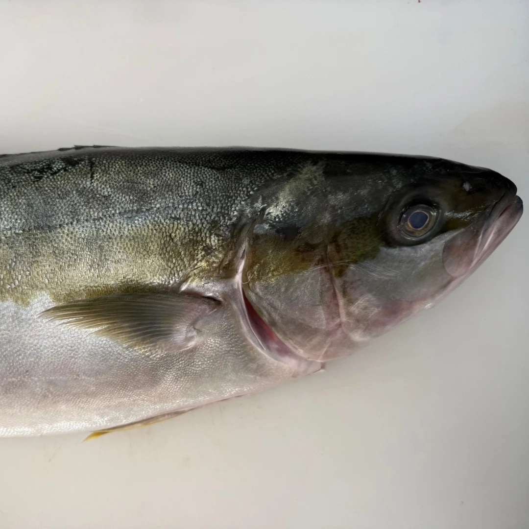 HIRAMASU - FRESH FARMED YELLOWTAIL KINGFISH - Seriola lalandi (4).png