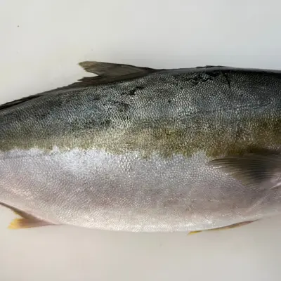 HIRAMASU - FRESH FARMED YELLOWTAIL KINGFISH - Seriola lalandi (3).png