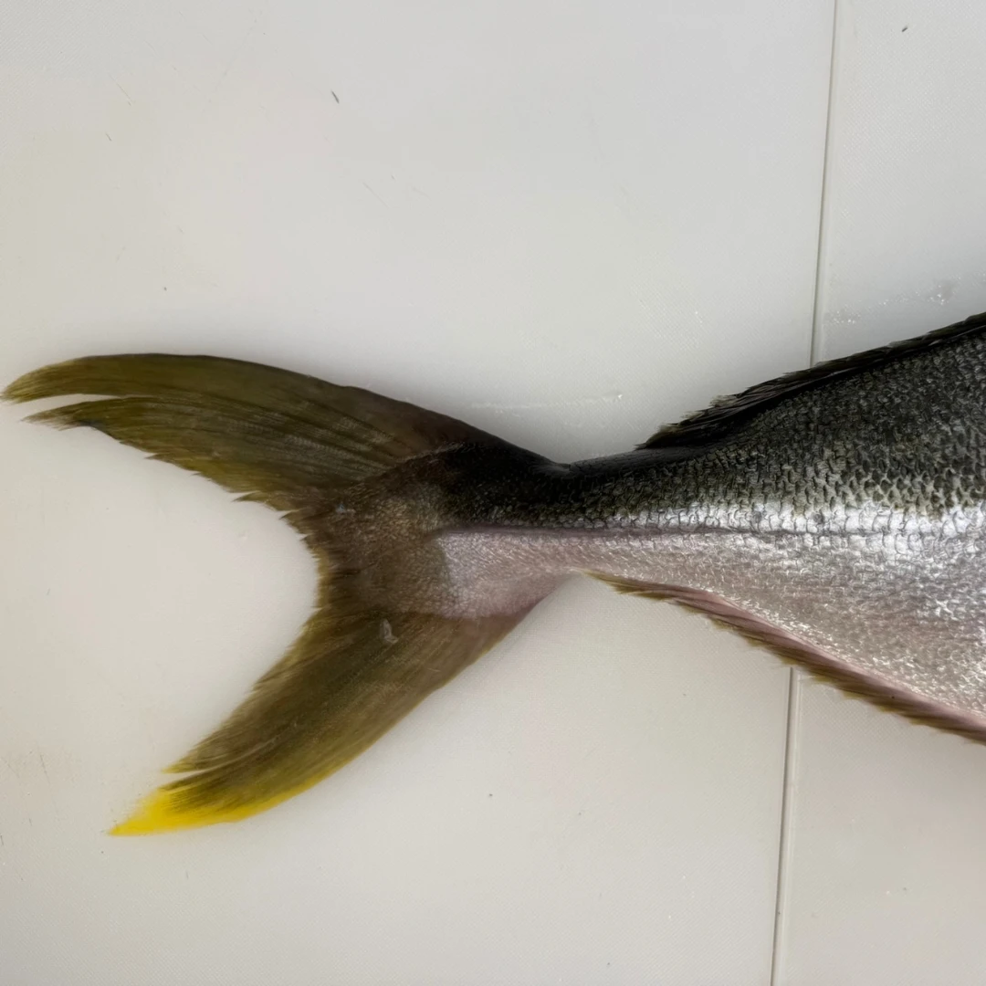 HIRAMASU - FRESH FARMED YELLOWTAIL KINGFISH - Seriola lalandi (2).png