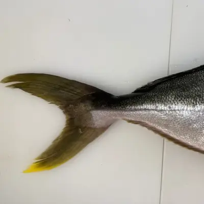 HIRAMASU - FRESH FARMED YELLOWTAIL KINGFISH - Seriola lalandi (2).png