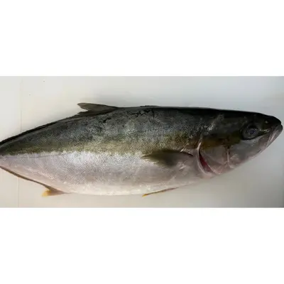 HIRAMASU - FRESH FARMED YELLOWTAIL KINGFISH - Seriola lalandi.png