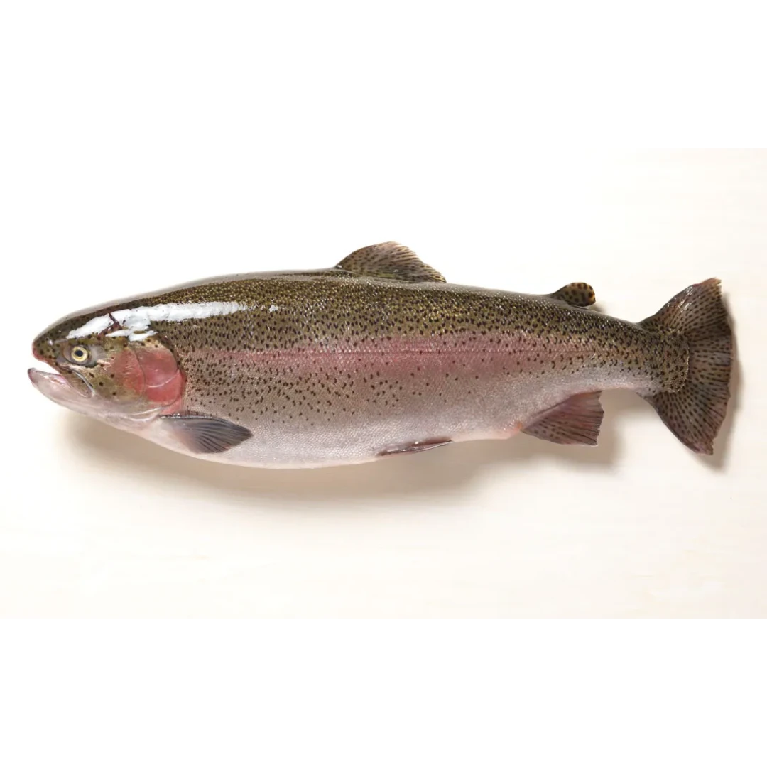 FUJISAN SĀMON - FRESH FARMED MT. FUJI SALMON - Oncorhynchus mykiss.png