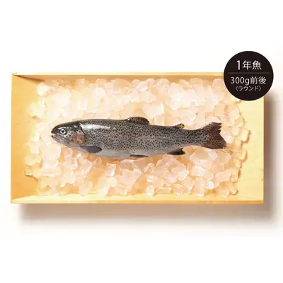 FUJISAN SĀMON - FRESH FARMED MT. FUJI SALMON - Oncorhynchus mykiss (2).png