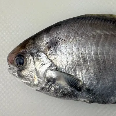 EBODAI - FRESH WILD BUTTERFISH - Psenopsis Anomala エボダイ Ebodai WHOLE 0.75 LB.png