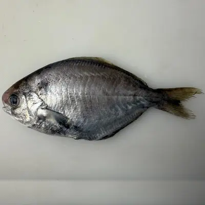 エボダイ Ebodai WHOLE 0.75 LB